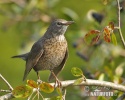 Amsel