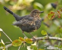 Amsel