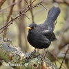 Amsel