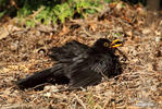 Amsel