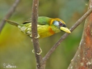Andenbartvogel