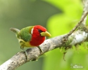 Andenbartvogel