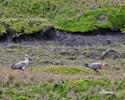 Andenibis