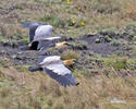 Andenibis