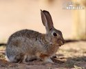 Audubon-Baumwollschwanzkaninchen