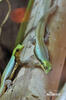 Blauer Bambus-taggecko