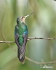 Blauflügelkolibri