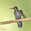 Blaukehl-Andenkolibri