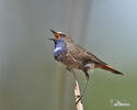 Blaukehlchen