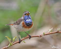 Blaukehlchen