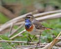 Blaukehlchen