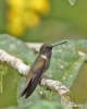 Brauner Andenkolibri