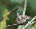 BraunerVeichenohrkolibri