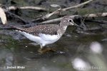 Einsamer Wasserläufer