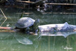 Europaische Sumpfschildkrote