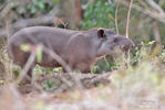 Flachlandtapir