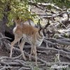 Gabelbock