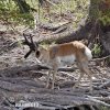 Gabelbock