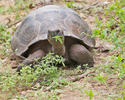 Galapagos-Reisenschildkröten