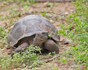 Galapagos-Reisenschildkröten