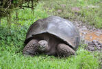 Galapagos-Reisenschildkröten