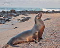 Galápagos-Seebär