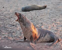 Galápagos-Seebär