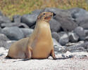 Galápagos-Seebär