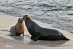 Galápagos-Seebär