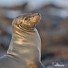 Galápagos-Seebär