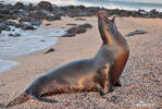 Galápagos-Seebär