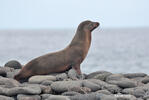 Galápagos-Seebär