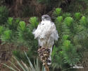 Geranoaetus polyosoma