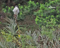 Geranoaetus polyosoma