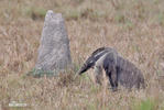 Großer Ameisenbär