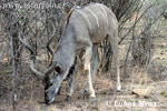 Grosser Kudu