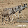 Grosser Kudu