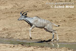 Grosser Kudu