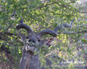 Grosser Kudu