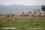 Grosser Kudu