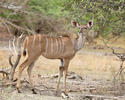 Grosser Kudu