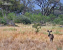 Grosser Kudu