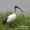 Heiliger Ibis