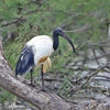 Heiliger Ibis