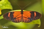 Heliconius melphomene