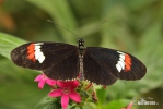 Heliconius melphomene