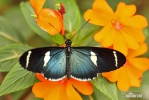 Heliconius sara