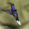 Hummingbird