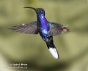 Hummingbird