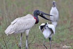 Jabiru